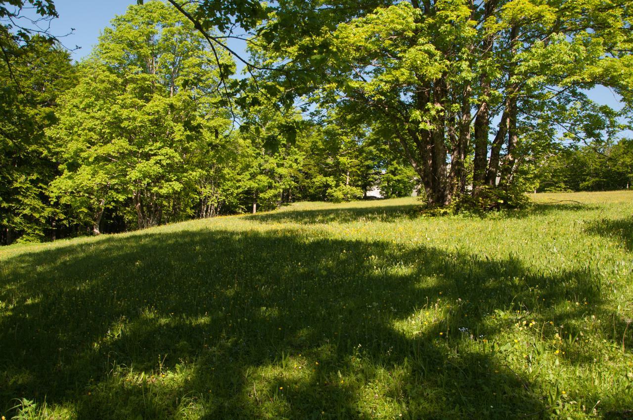 Green Forest Žabljak Екстериор снимка